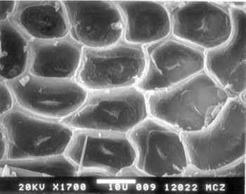 Media type: image; Herpetology R-102450